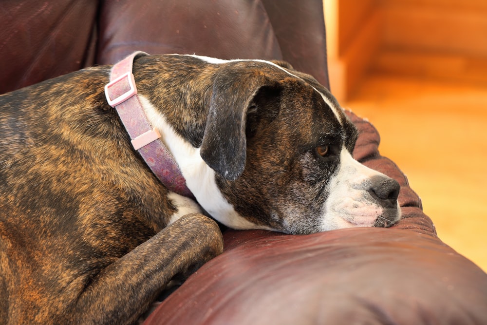 cão de pelagem curta marrom e branco deitado no sofá de couro marrom