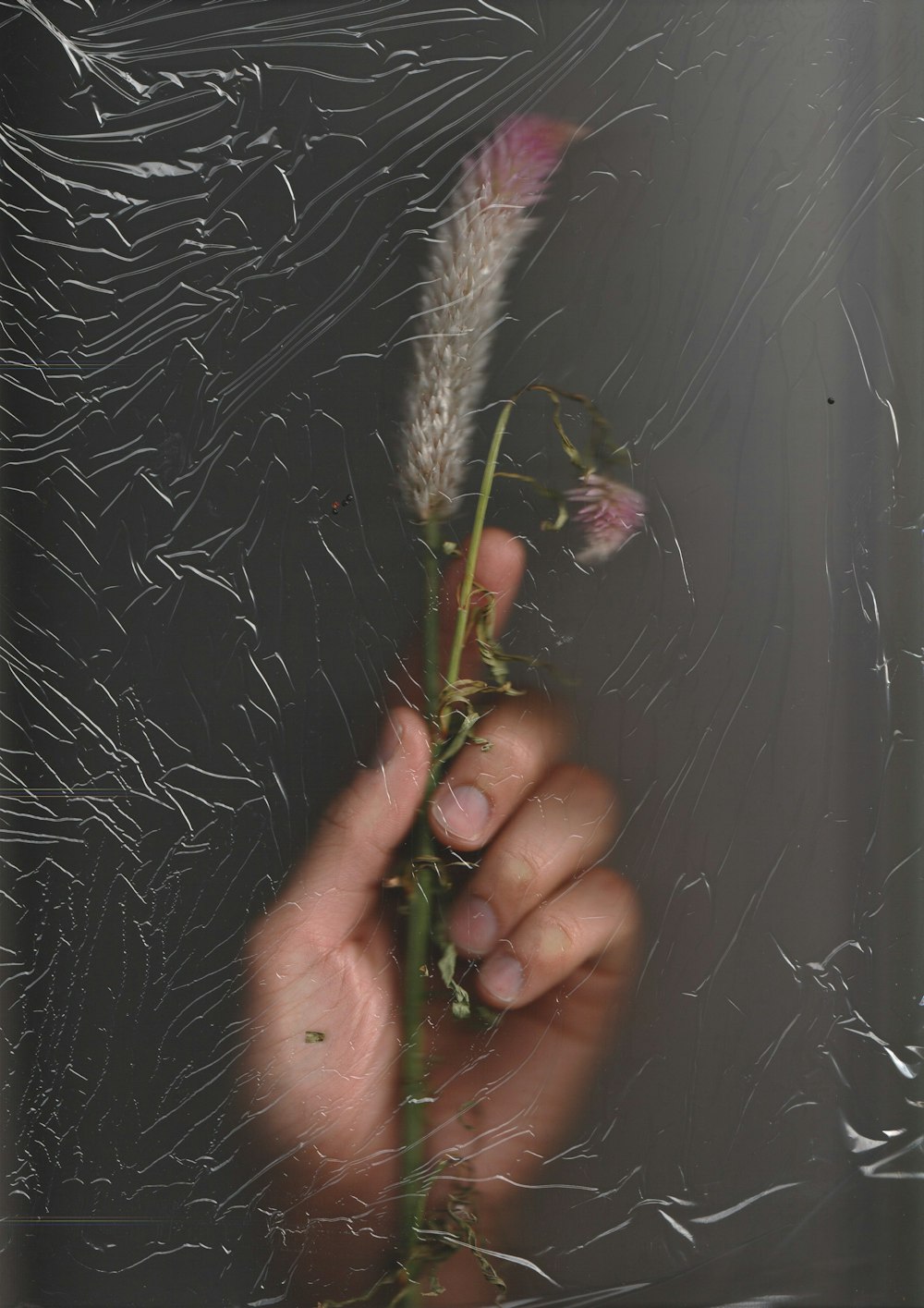 person holding white and black spider