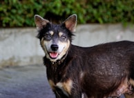 A happy dog responding to a hand signal from its owner during training in a backyard.