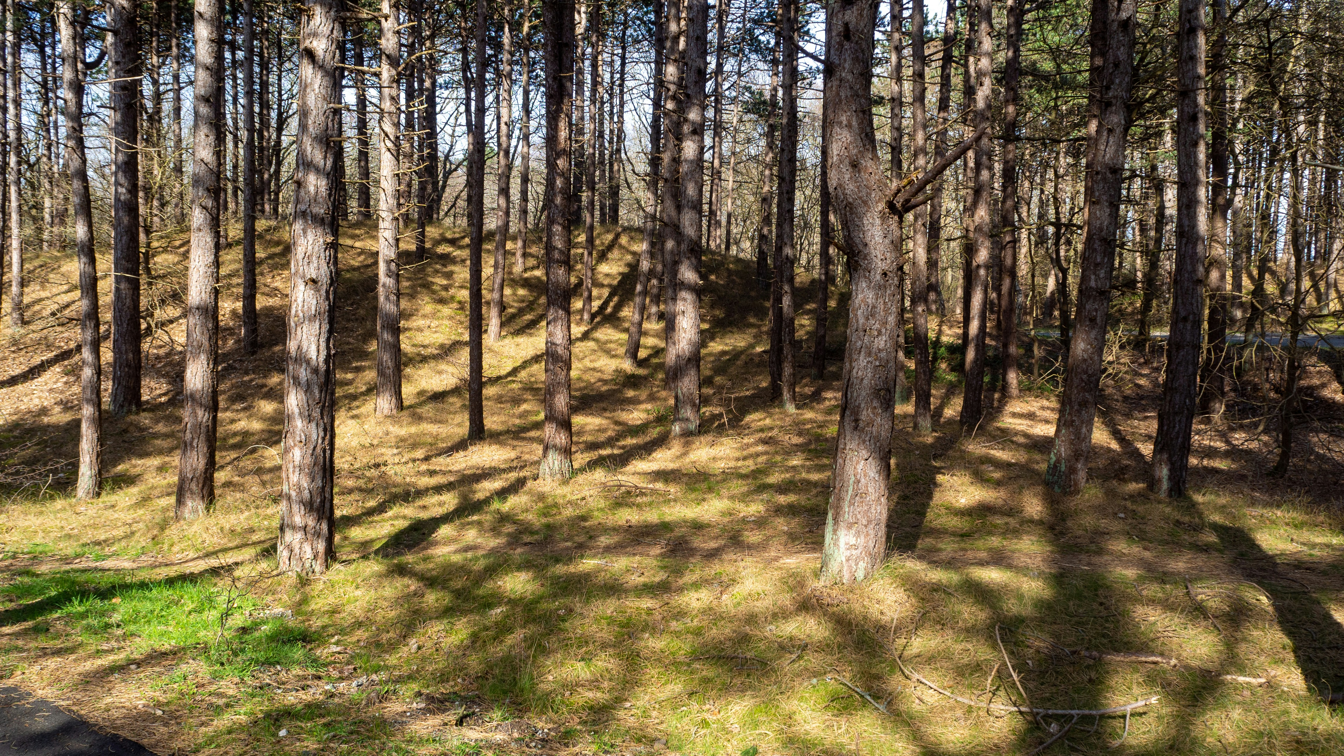 Photo by wimvanteinde