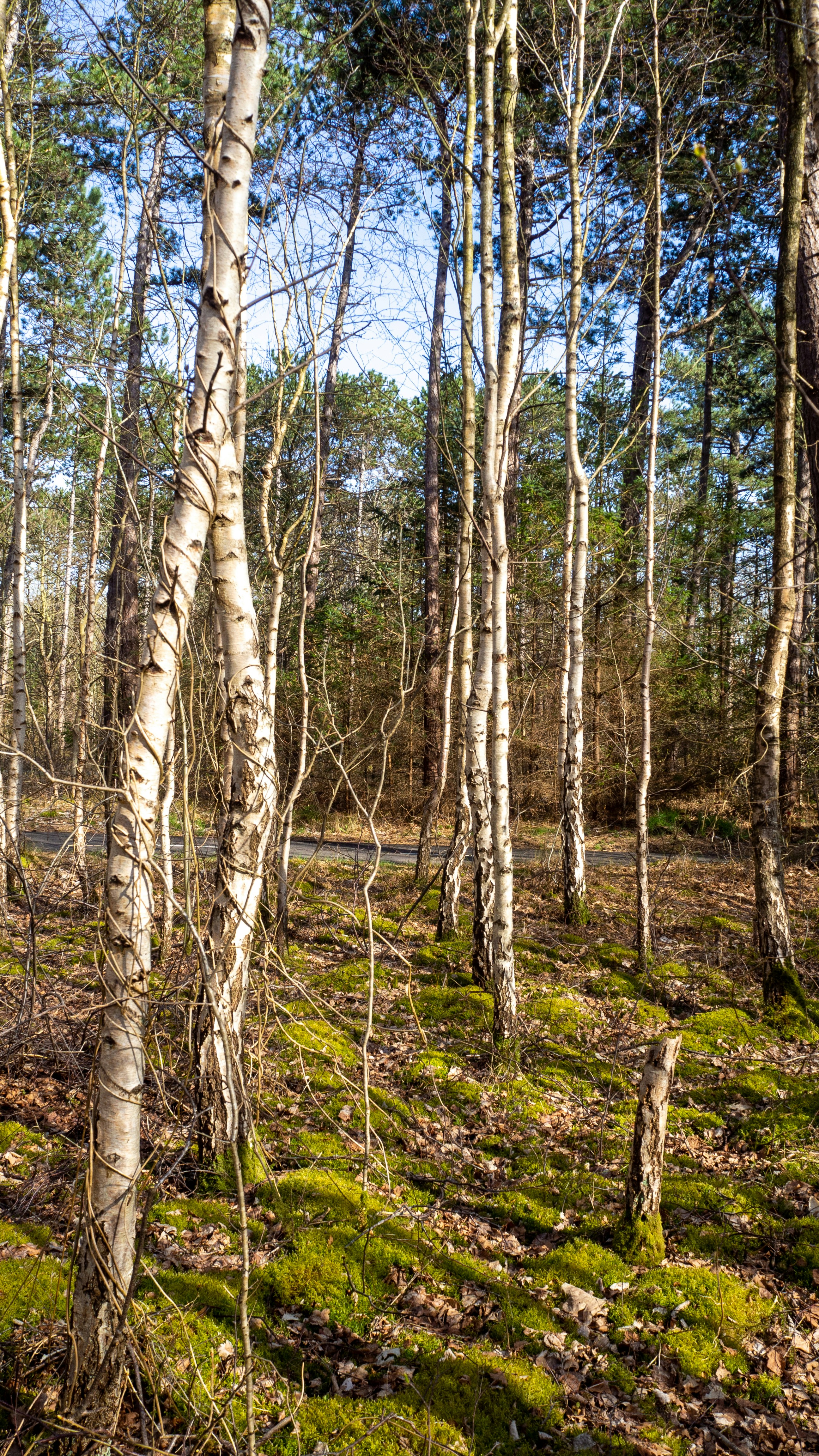 Photo by wimvanteinde