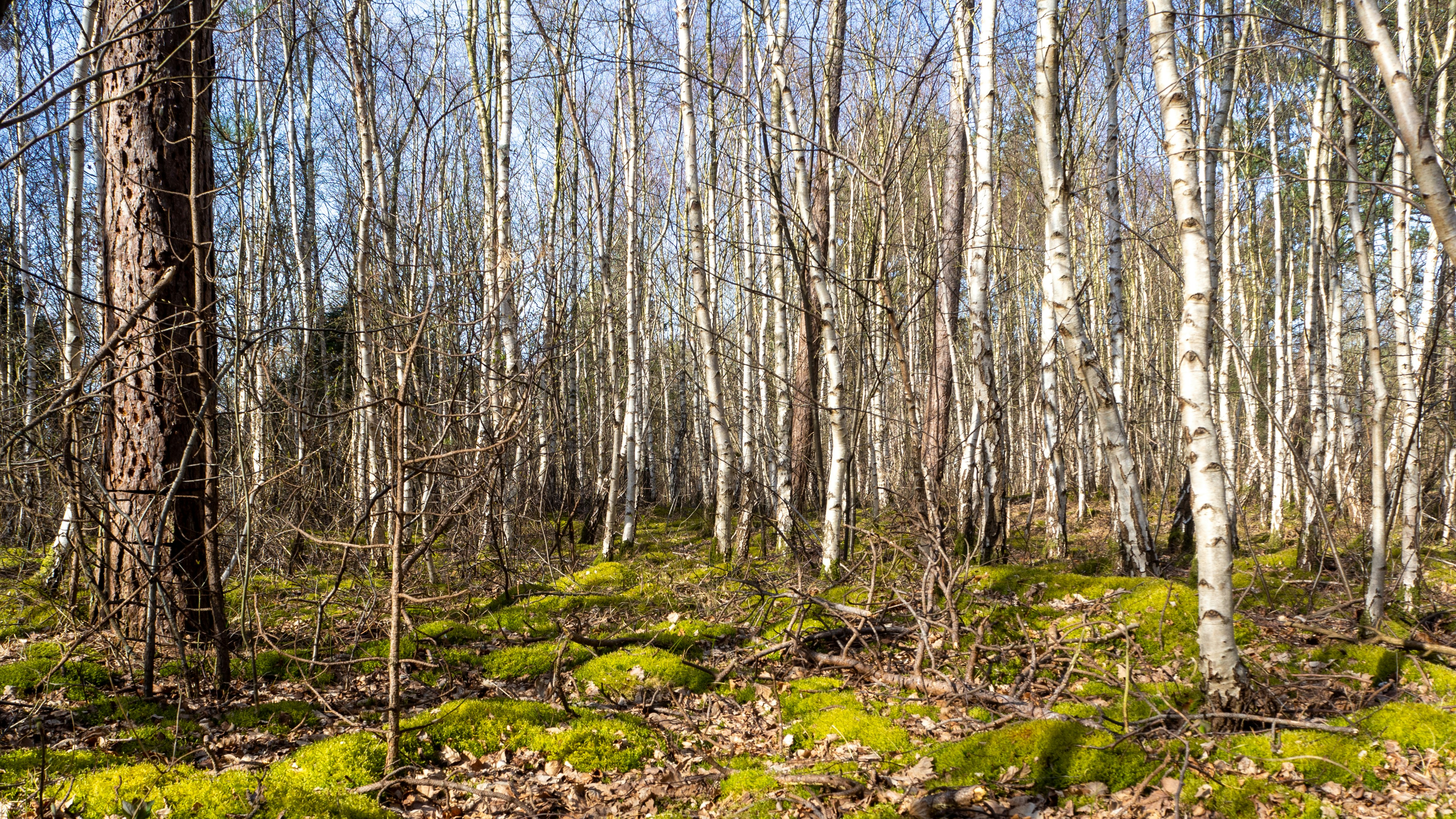 Photo by wimvanteinde