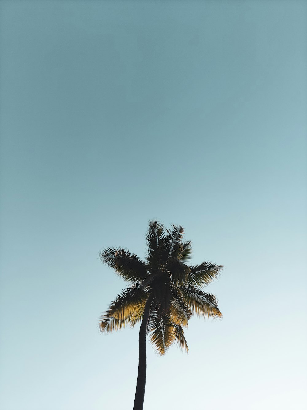 palm tree under blue sky