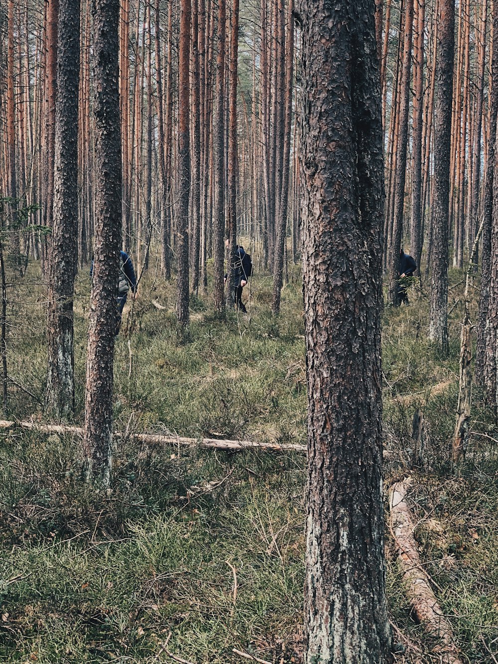 braune Bäume auf grünem Grasfeld tagsüber