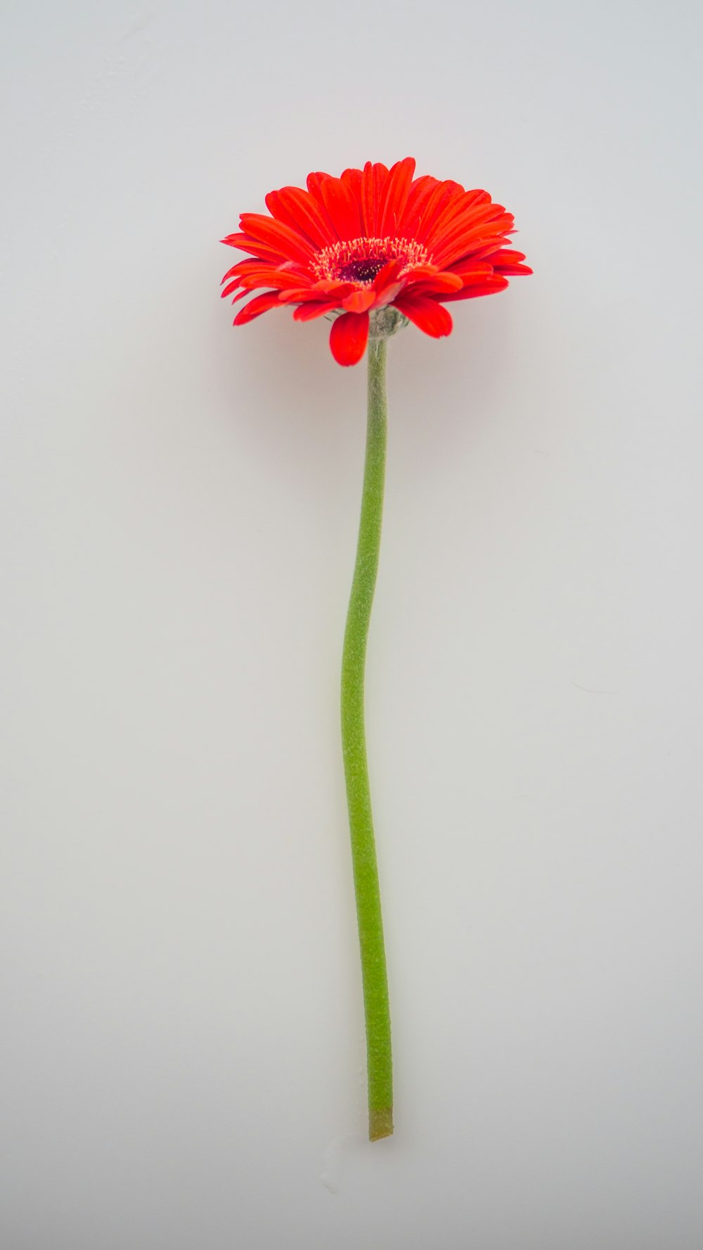 red flower with green stem