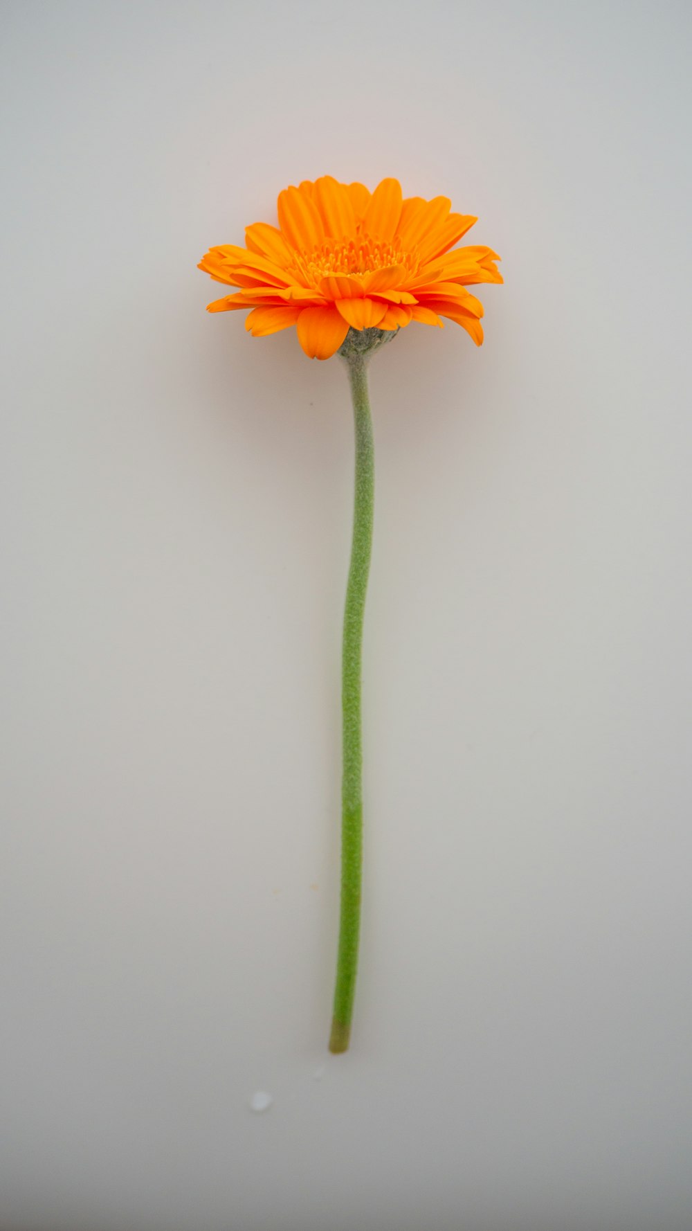 fleur jaune avec tige verte