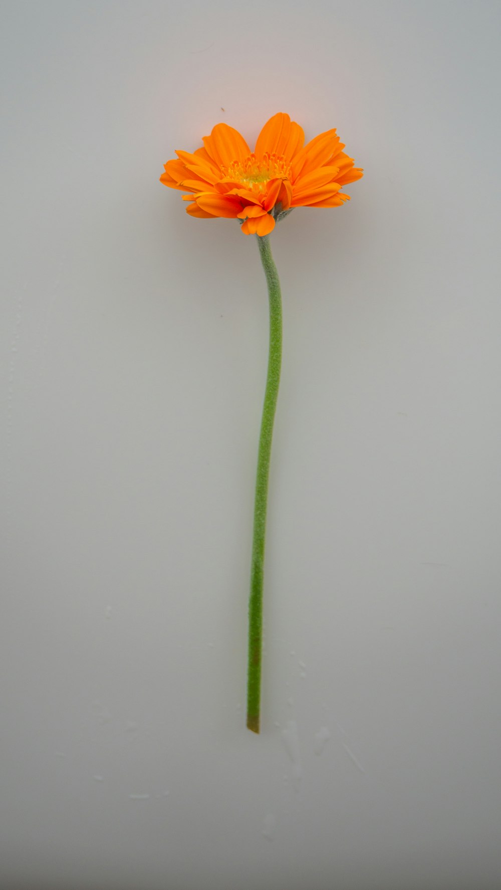 yellow flower with green stem