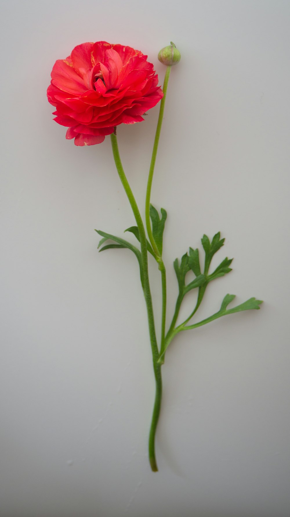 red flower on white surface