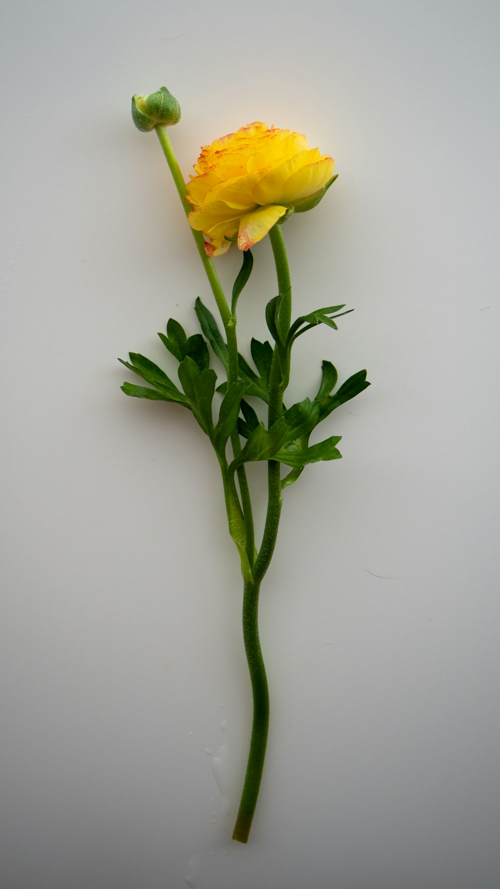 yellow flower on white surface