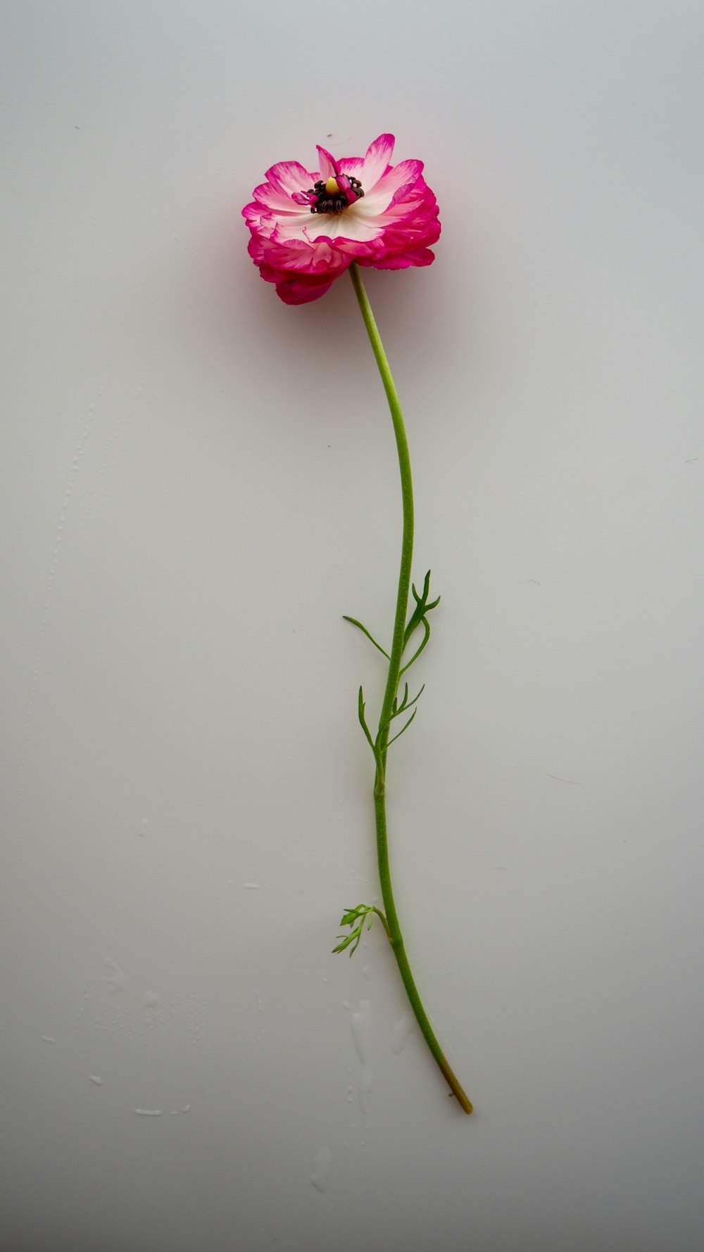 red rose on white surface