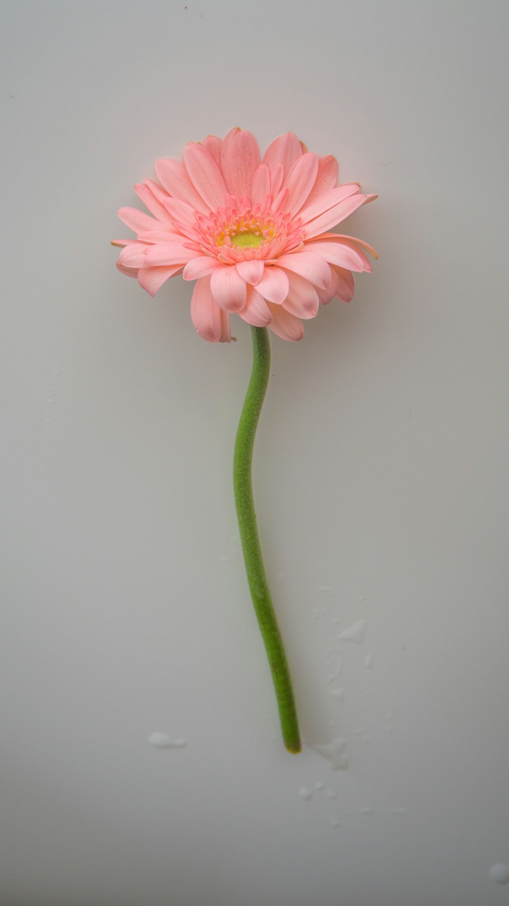 pink flower on green stem