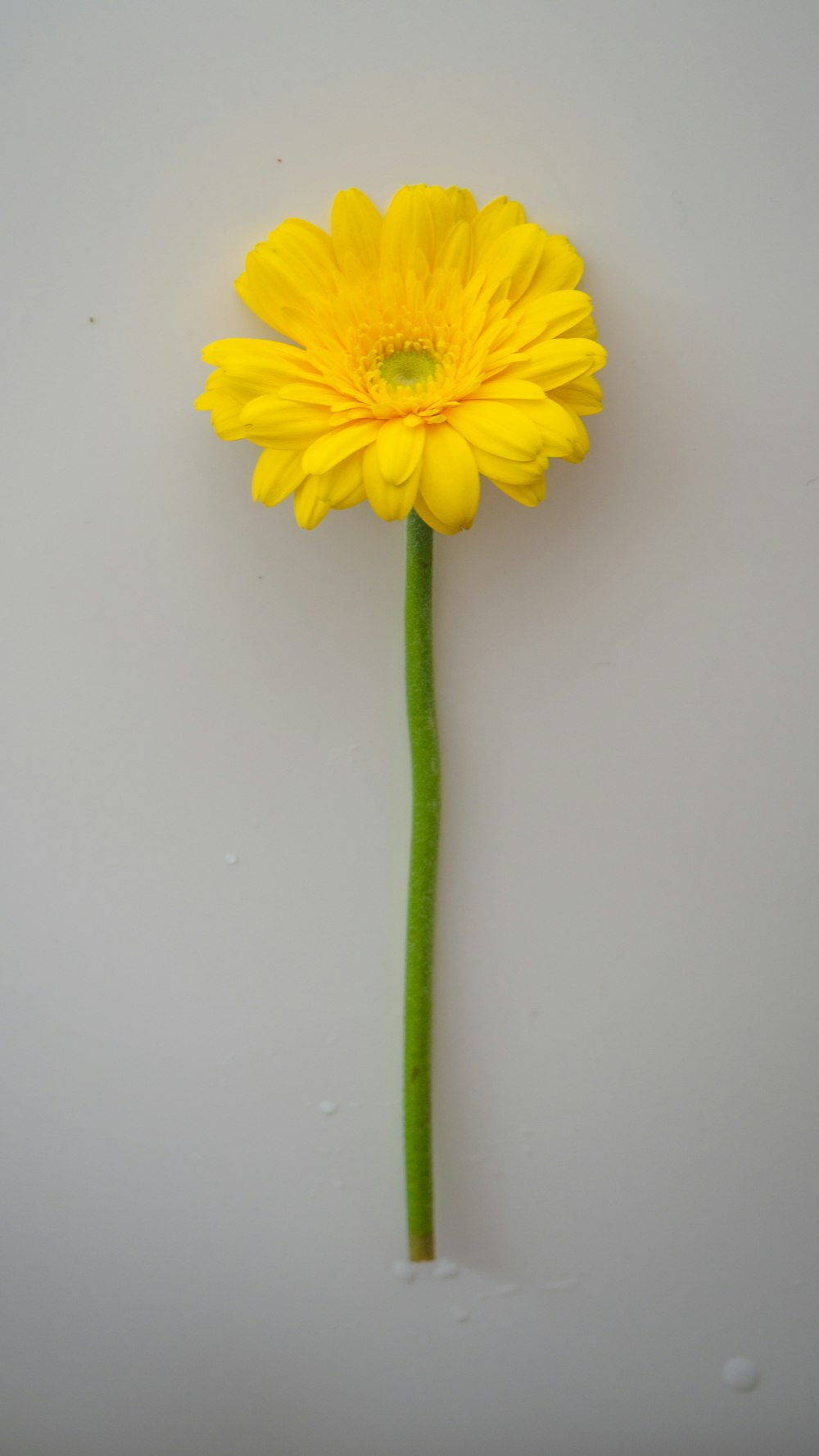 yellow flower on green stem