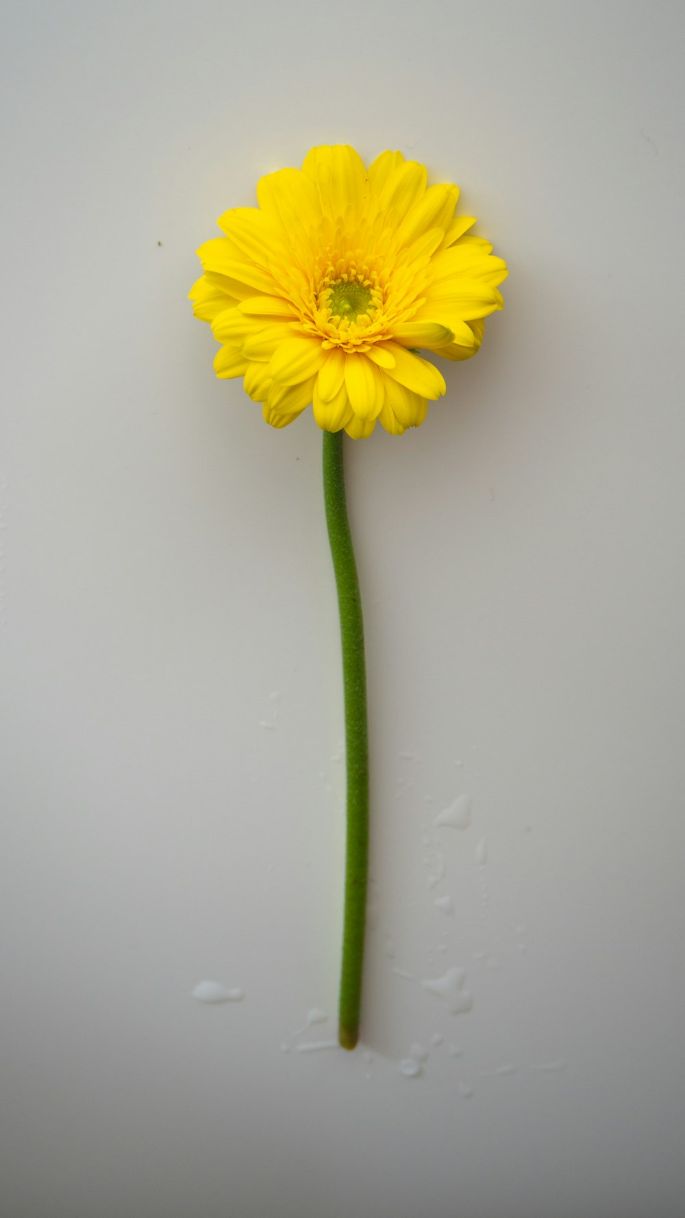 yellow flower on white wall