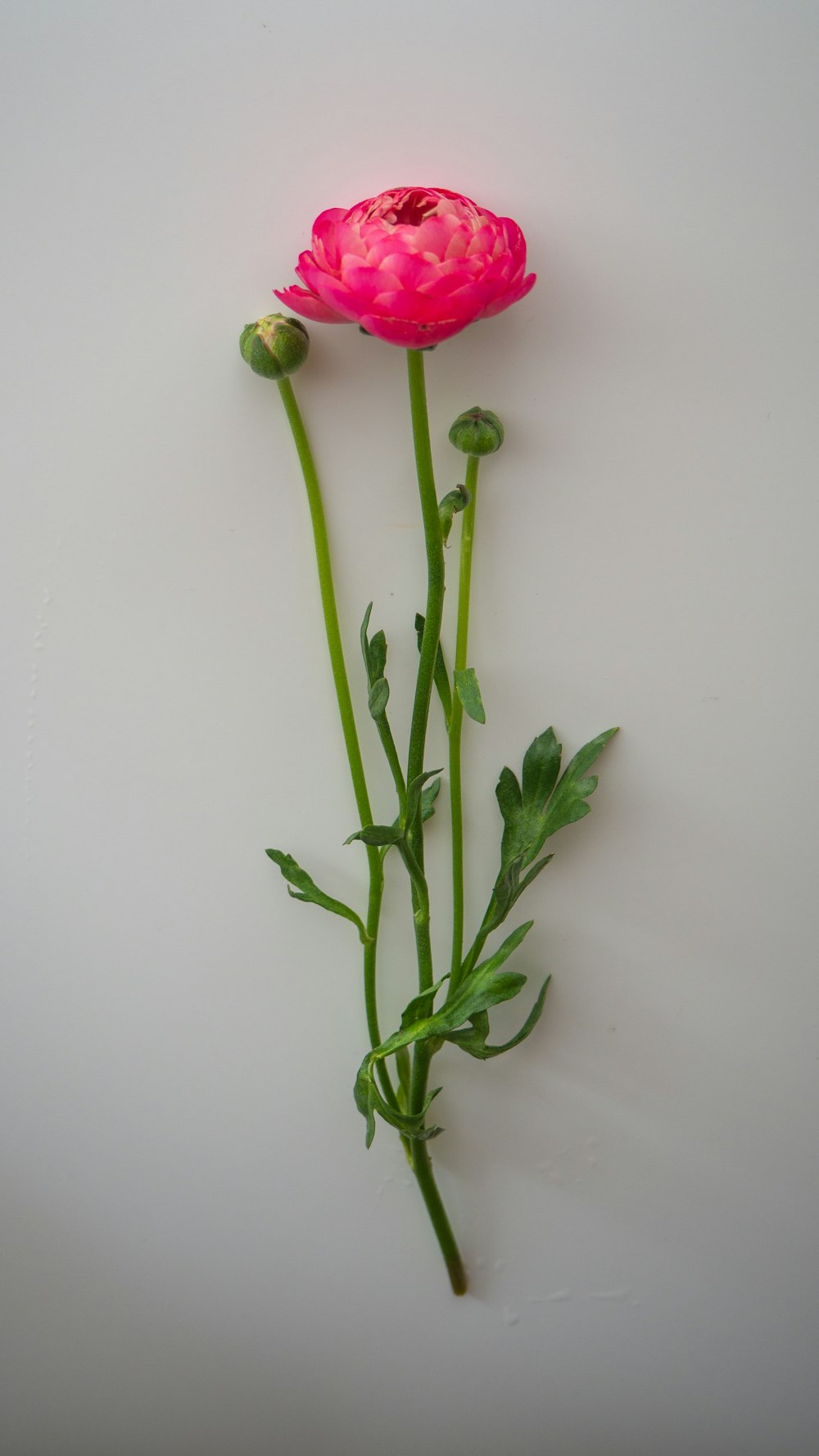 白い表面に赤いバラ