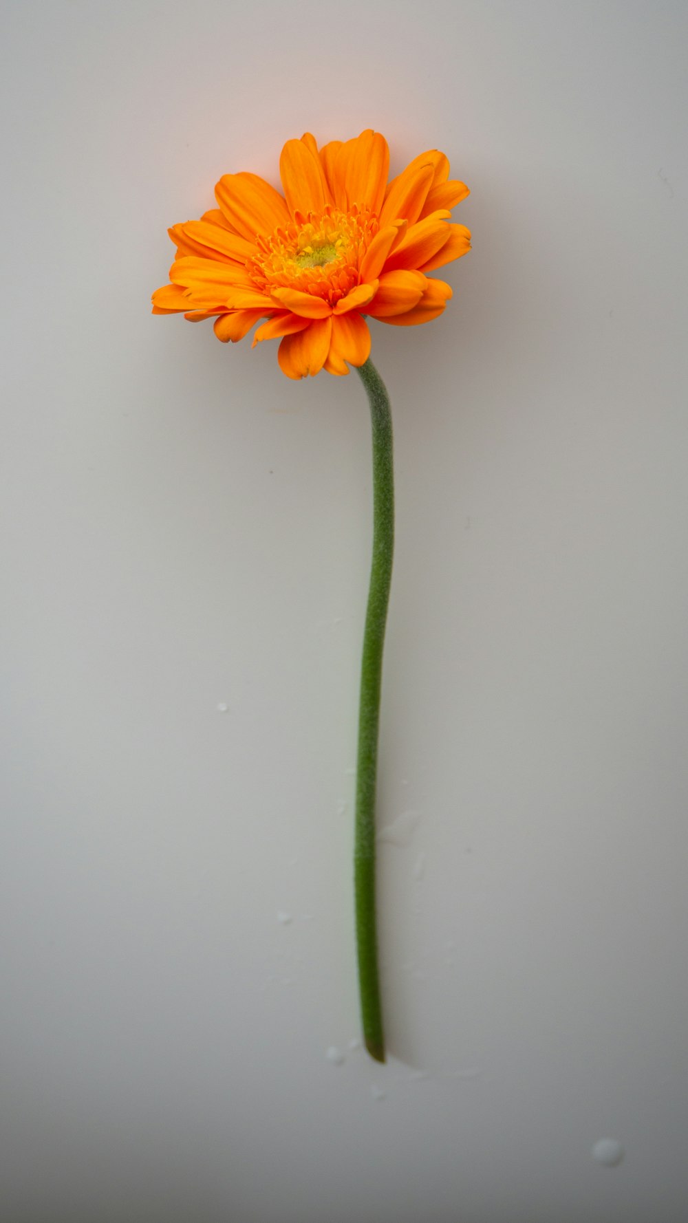 yellow flower on white surface