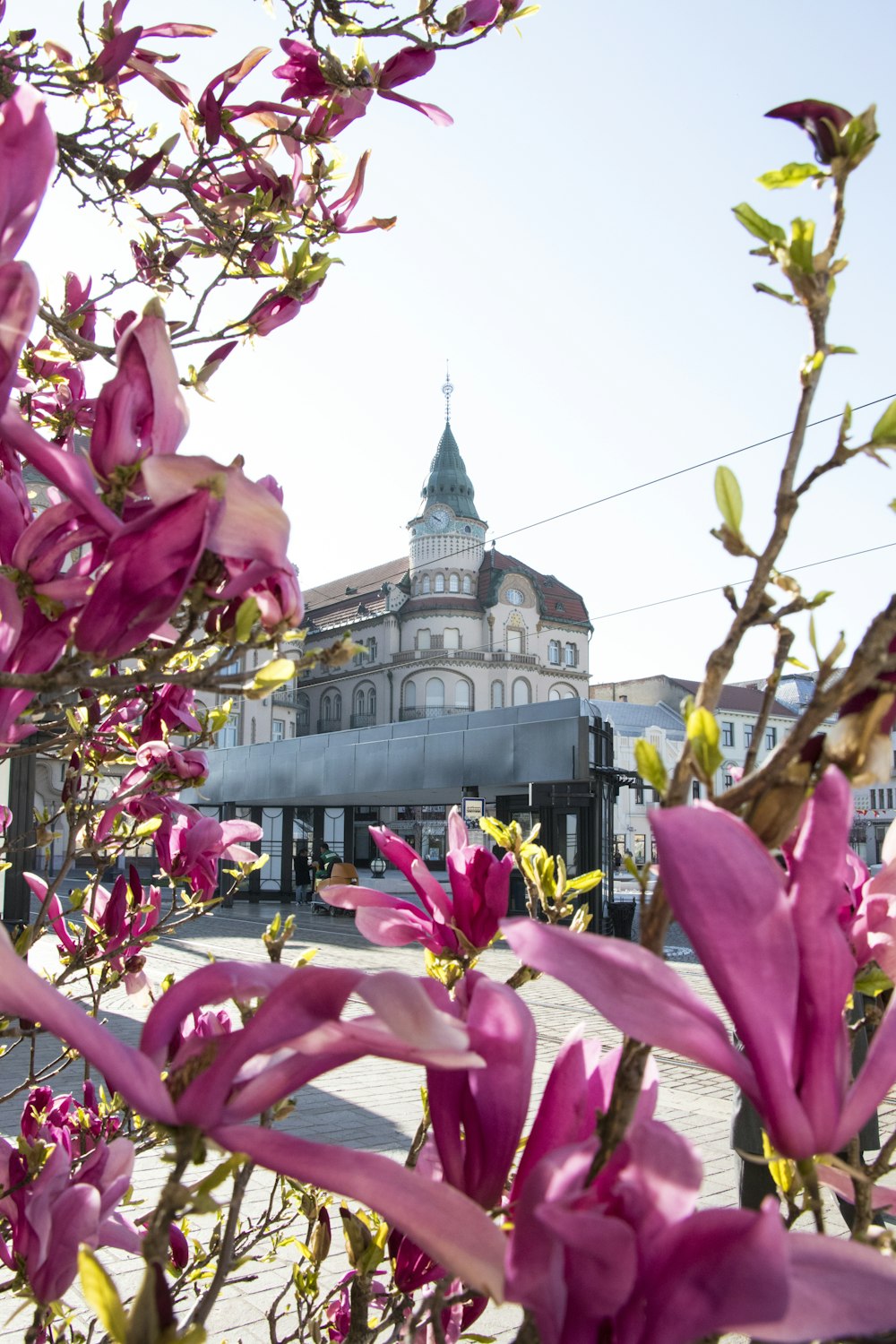 Flores rosadas cerca de un edificio de hormigón gris durante el día