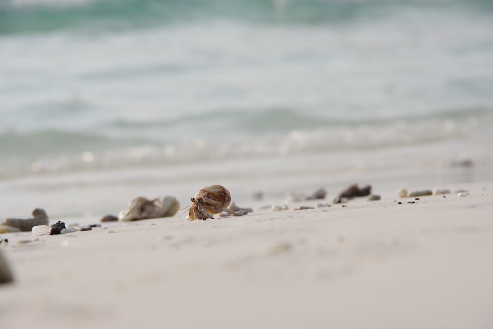 brown and white sea shells on white sand beach during daytime