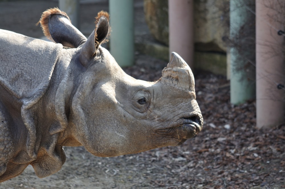 grey rhinoceros on grey concrete ground during daytime