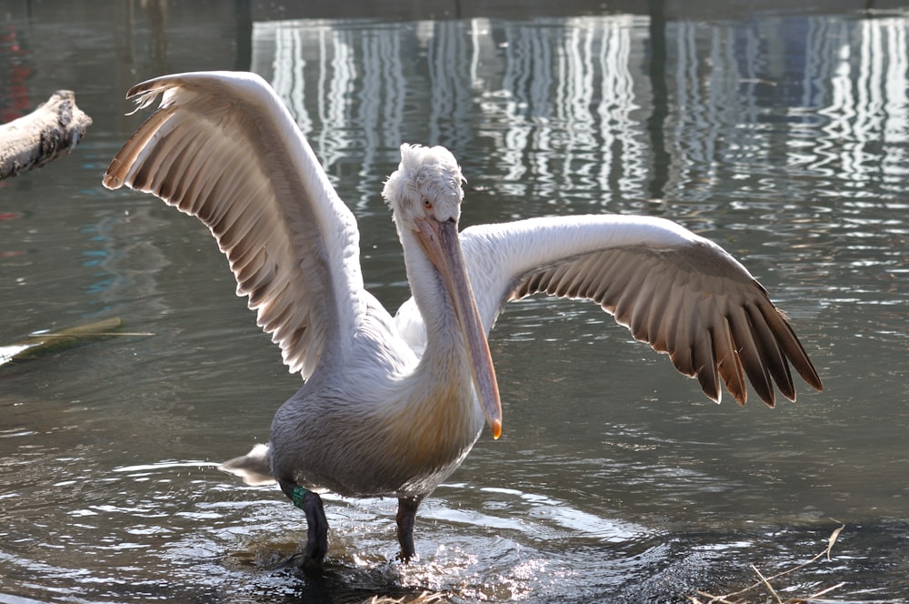 white pelican on water during daytime