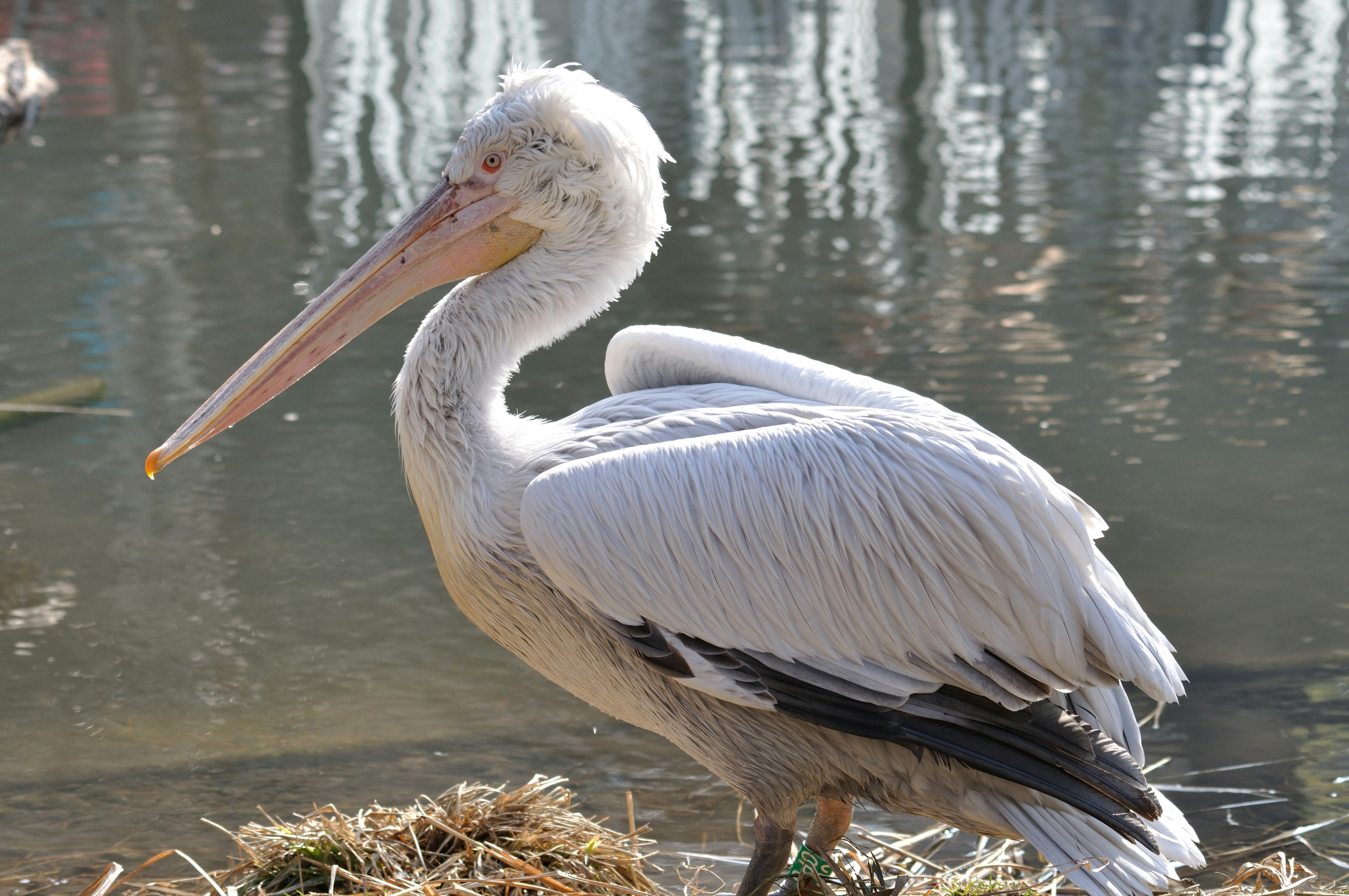 Photo by peter_brendler