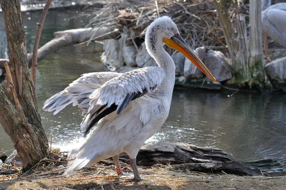 white pelican on brown rock near body of water during daytime