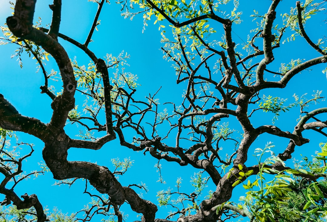 low angle photography of green tree under blue sky during daytime