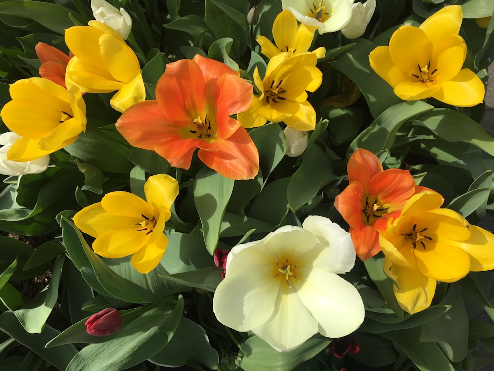 yellow and red flowers during daytime