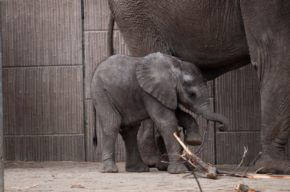 elephant eating grass during daytime