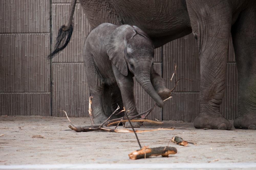 elephant walking on brown dried leaves