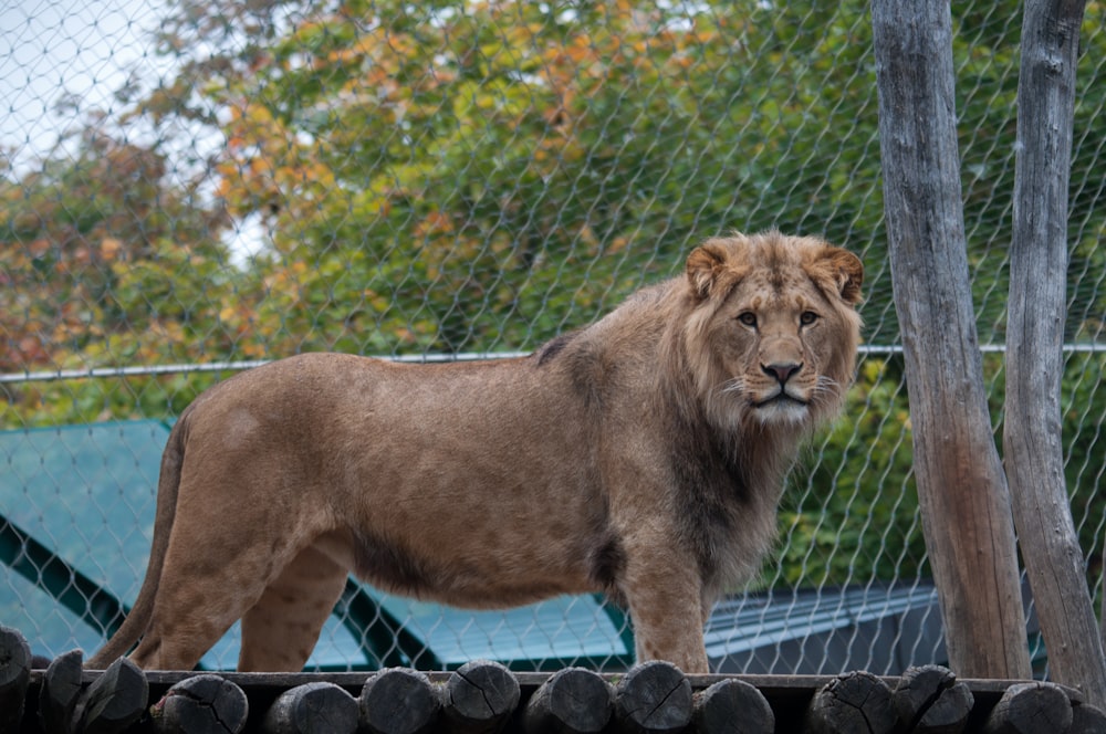 brown lioness on black metal fence during daytime