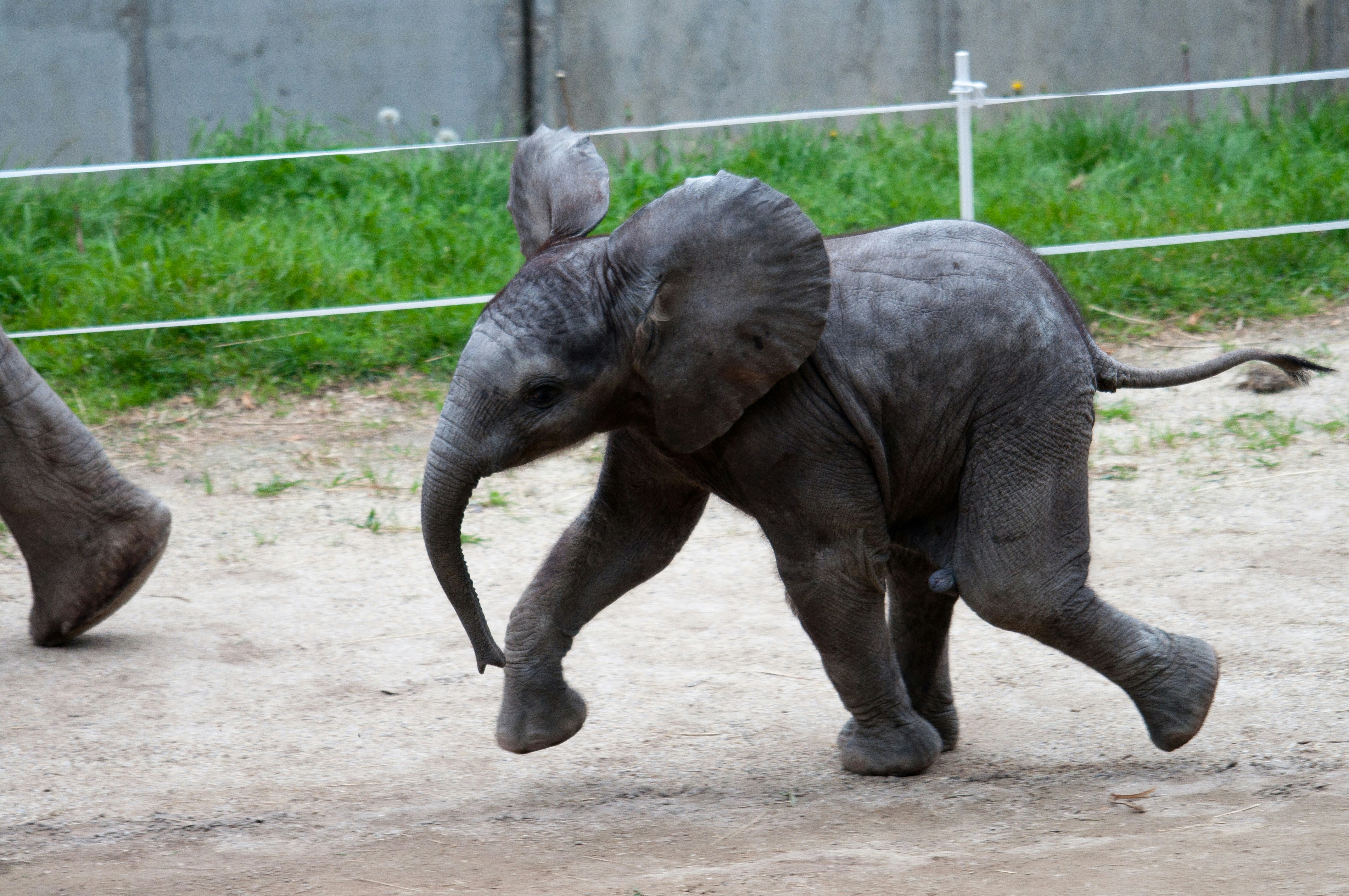 grey elephant walking on grey concrete road during daytime