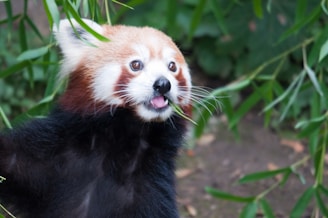 A red panda is surrounded by green foliage, with a focus on its face as it sticks its tongue out playfully. The animal's fur is a mix of reddish-brown and white, and its bright eyes are directed towards the camera.