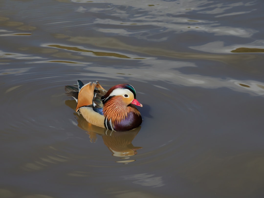 brown and white duck on water