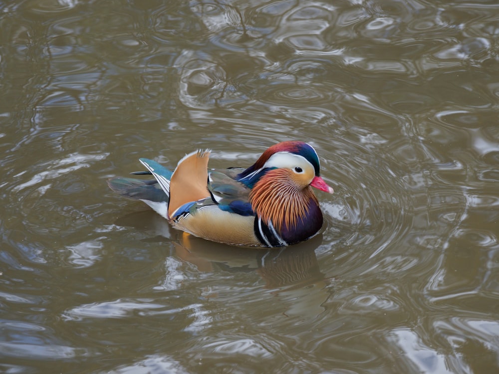 two brown and white duck on water
