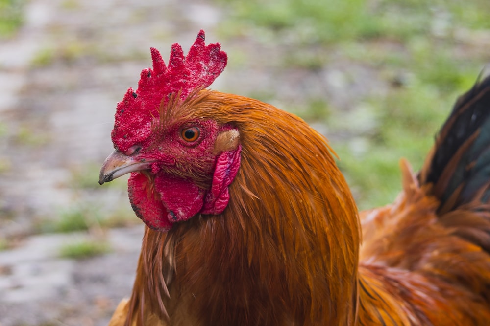 brown rooster in close up photography