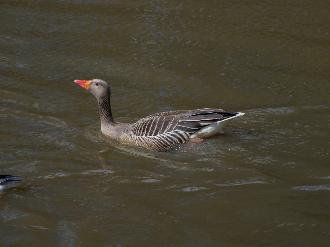grey and black duck on water