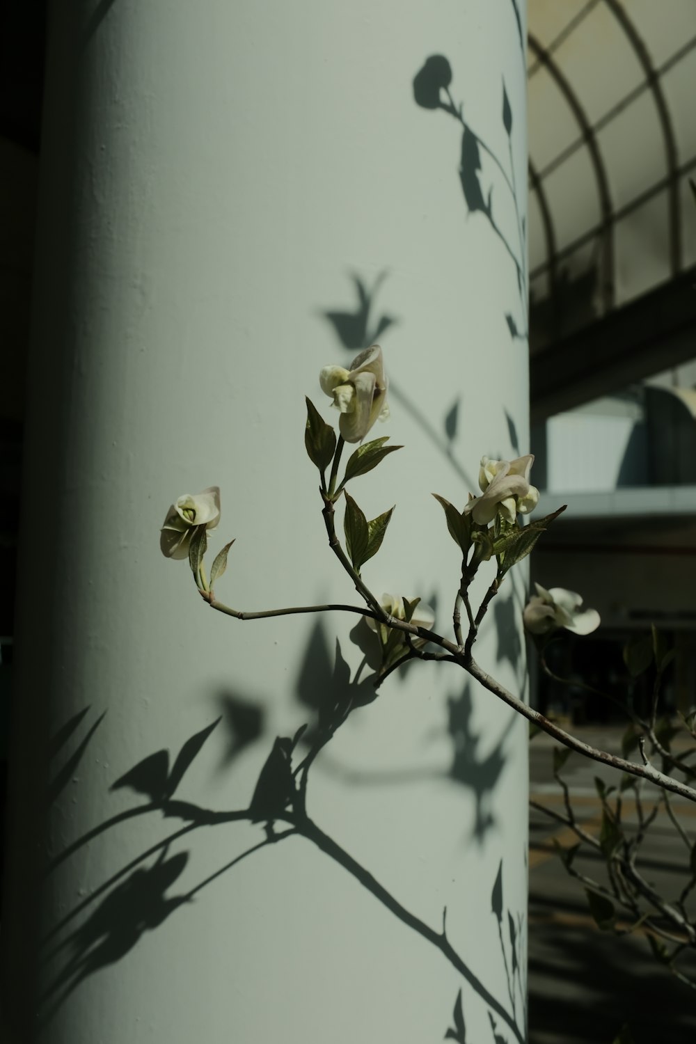 white flower on white wall