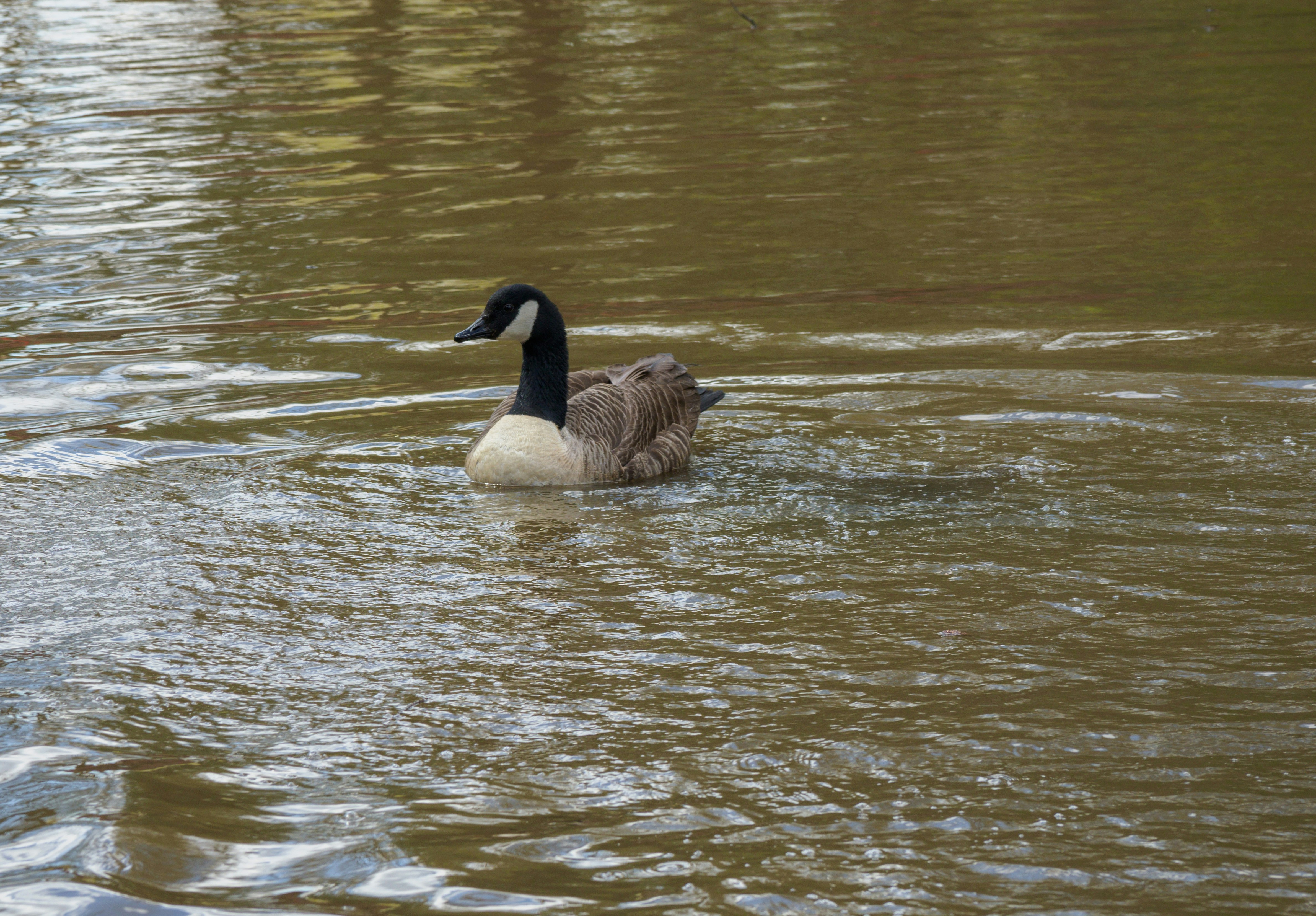 Photo by brett_jordan