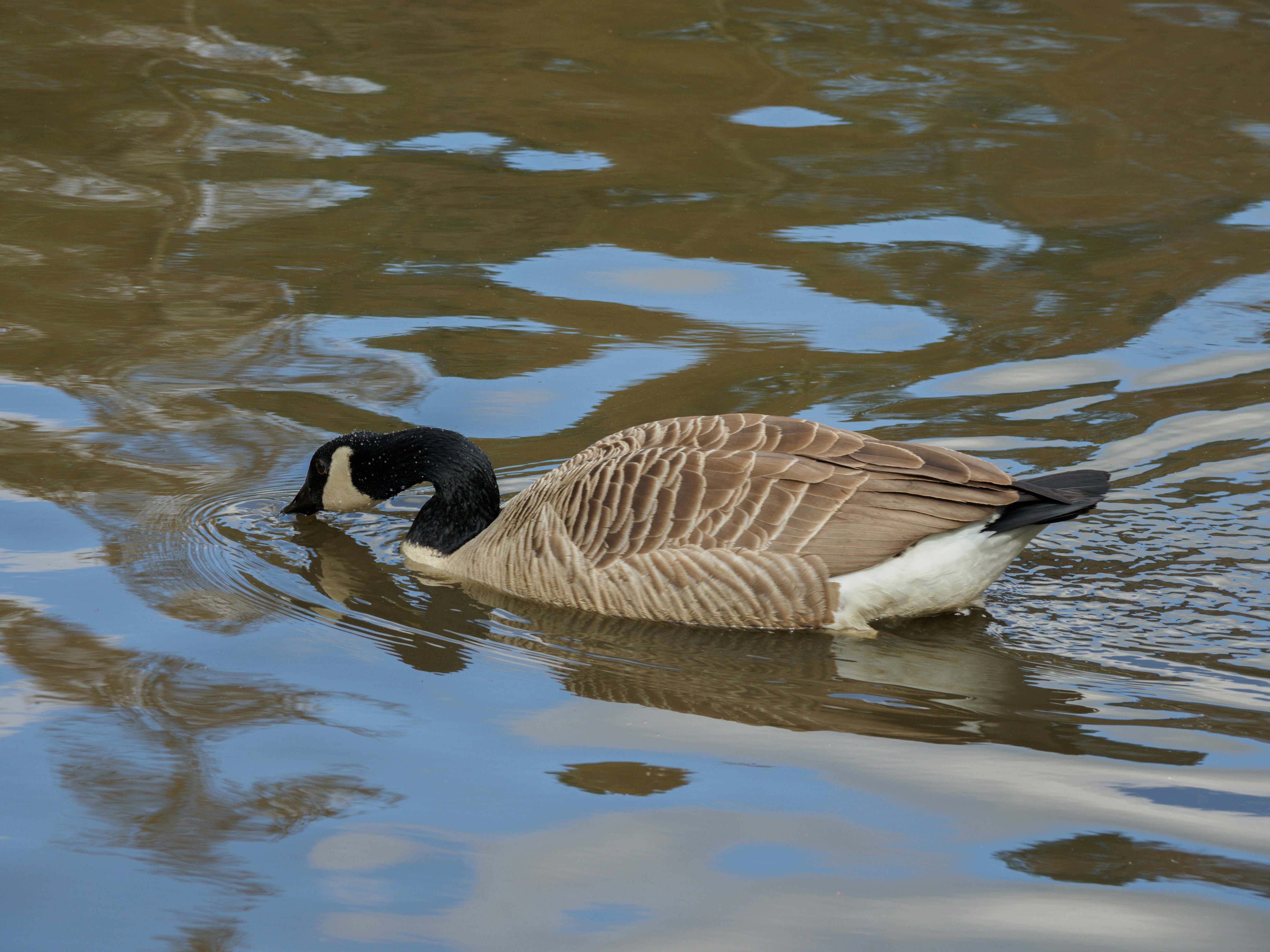 Photo by brett_jordan