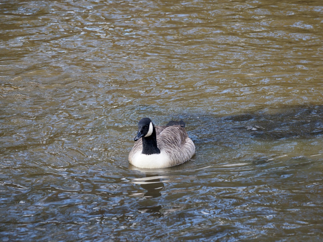 white and black duck on water during daytime