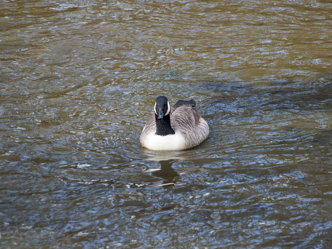 white and black duck on water