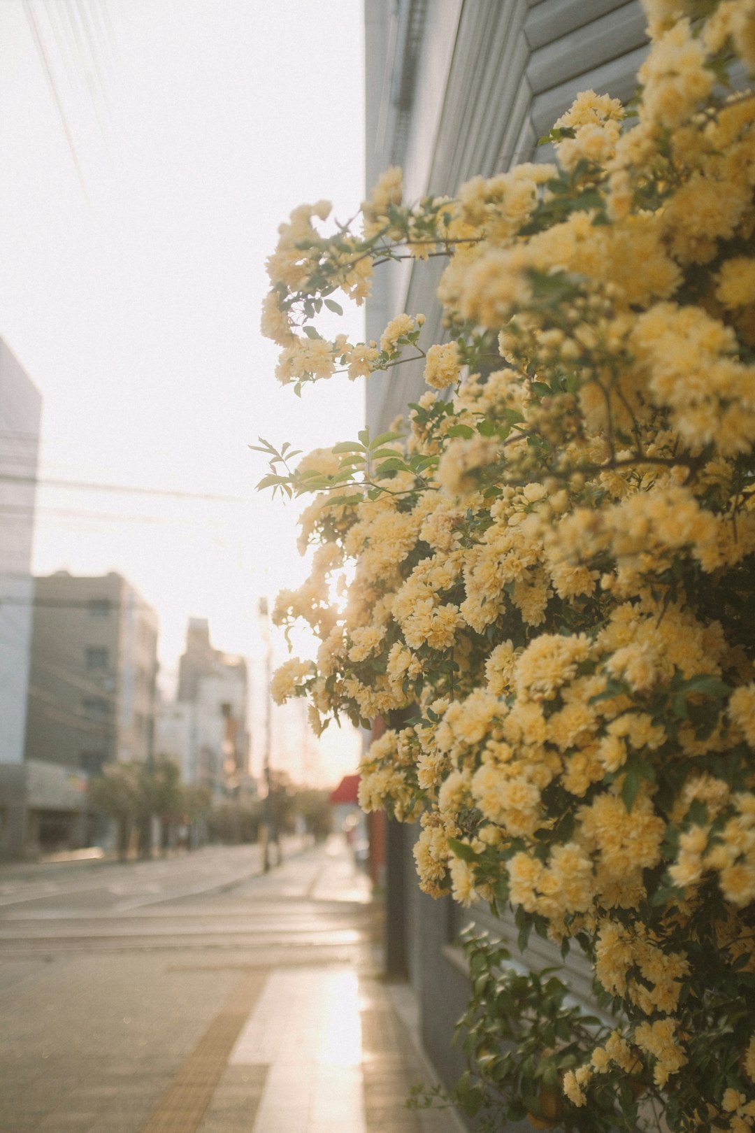 yellow leaves tree on sidewalk during daytime