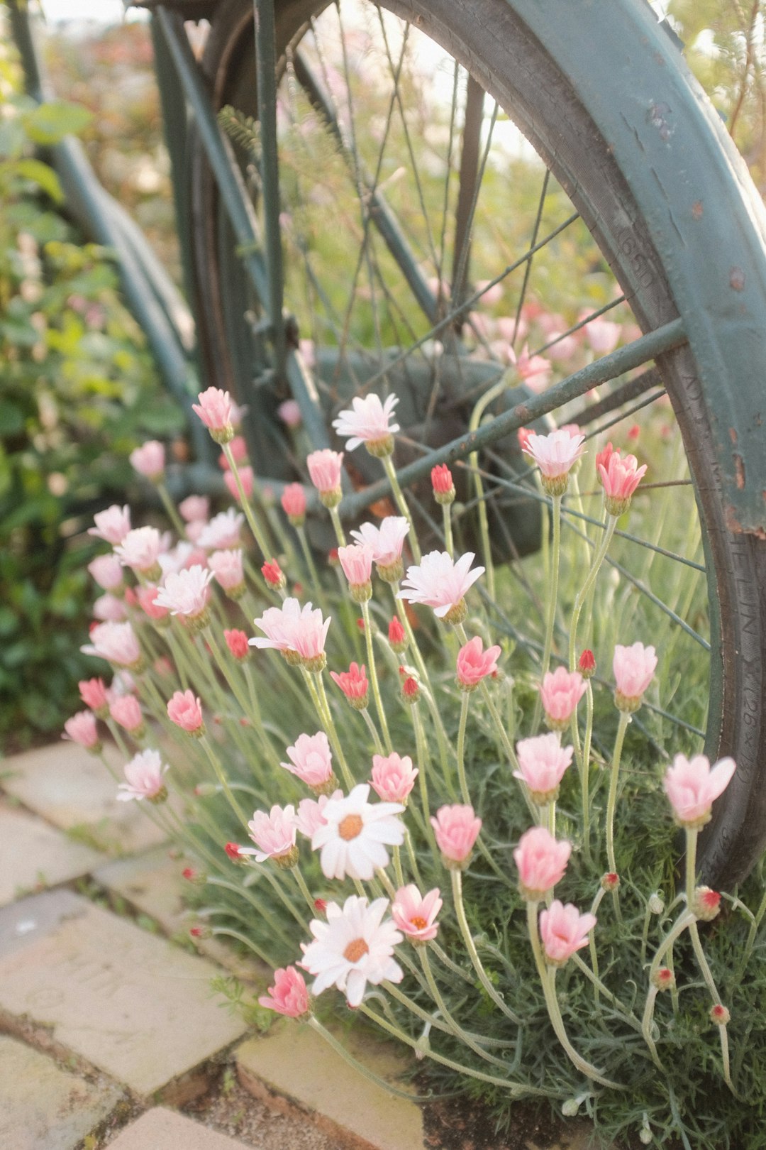 pink and white flowers on bicycle wheel