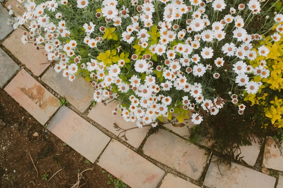 white and yellow flowers on brown concrete floor