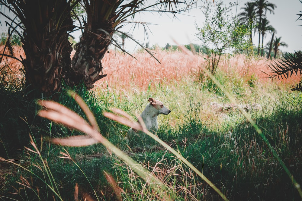 white and brown squirrel on green grass during daytime