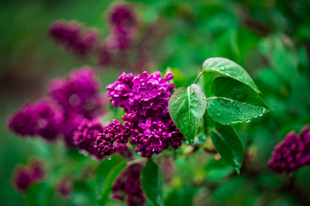 purple flower with green leaves