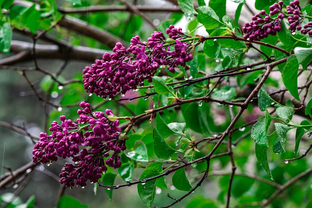 purple flower on green tree branch