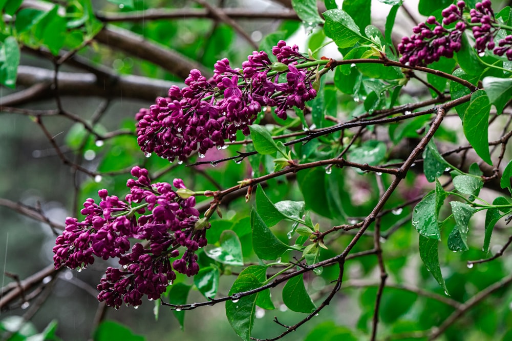 緑の木の枝に紫色の花