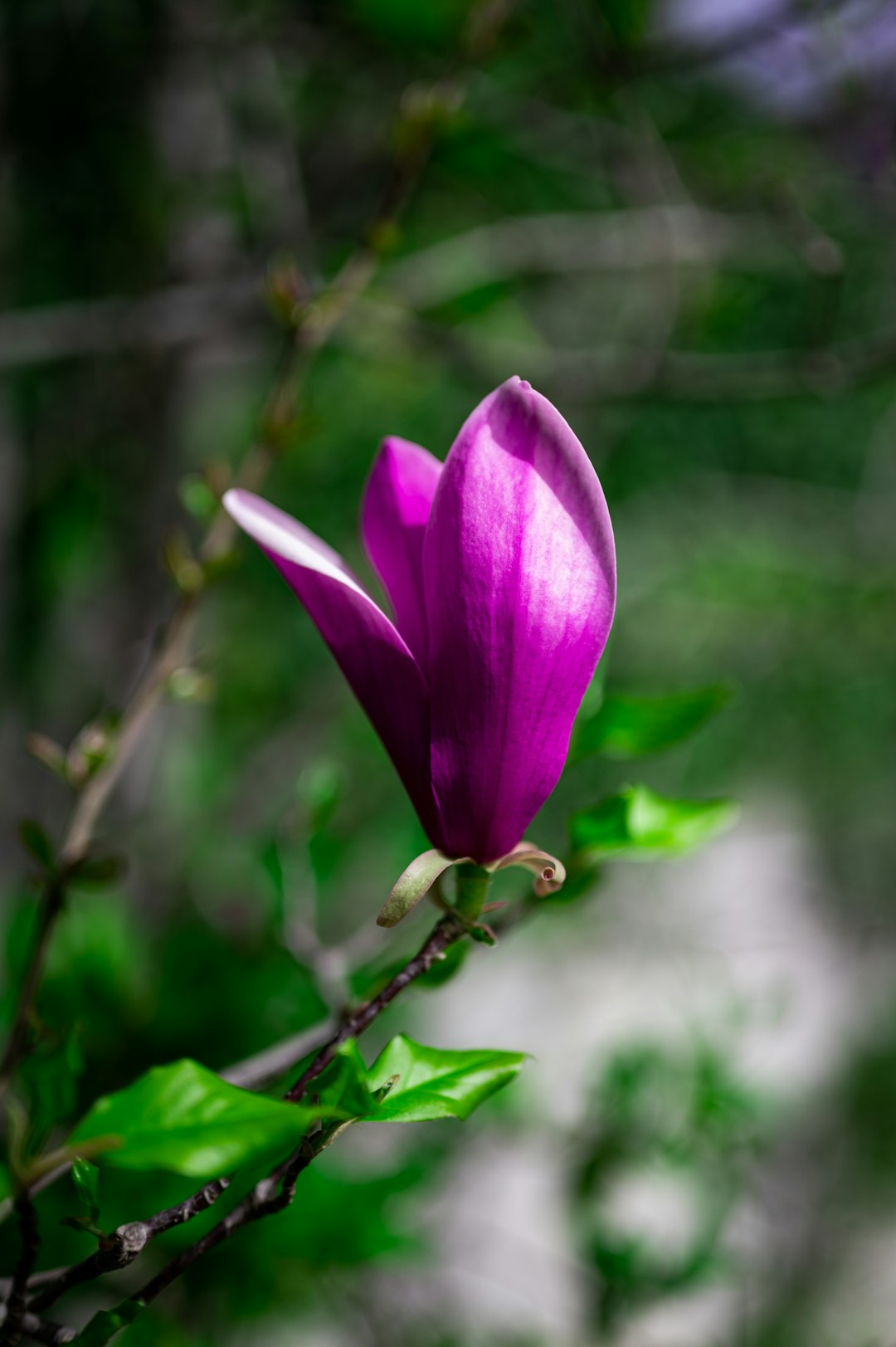 purple flower in tilt shift lens