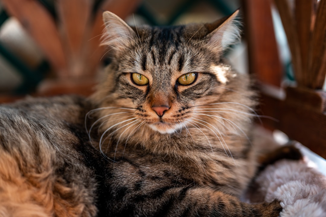 brown tabby cat in close up photography